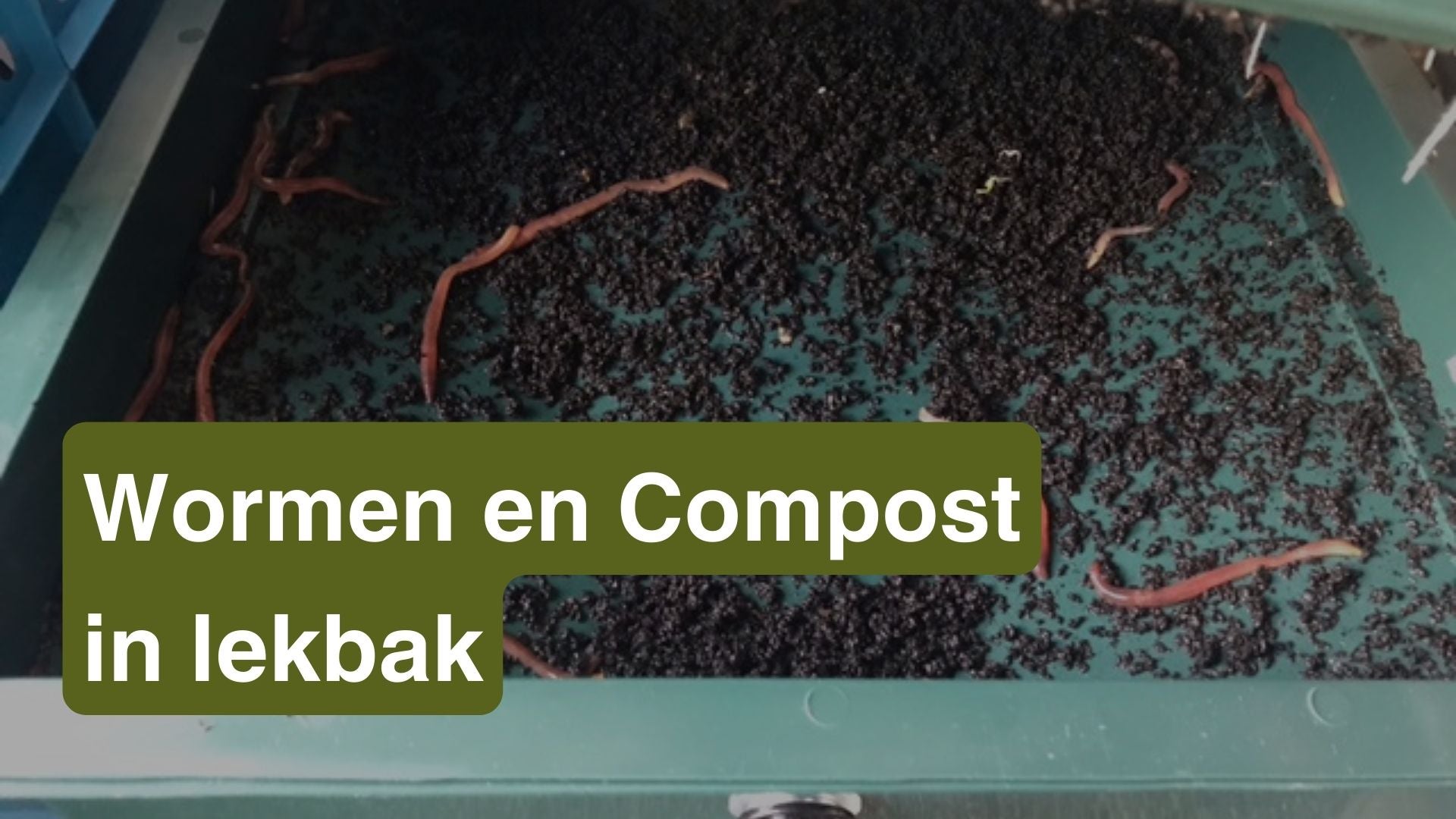 Wormen en compost in lekbak