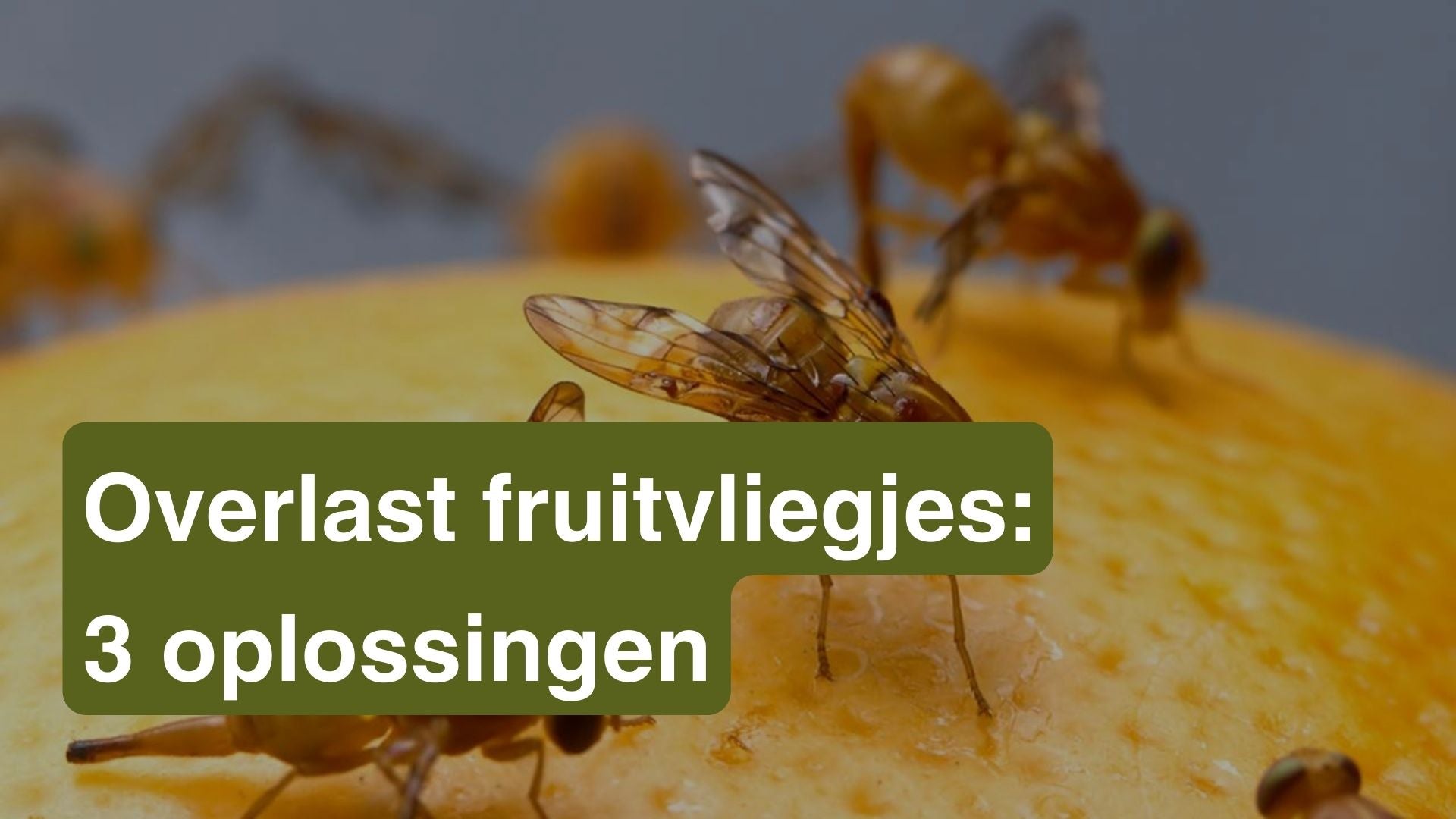 Overlast fruitvliegjes: 3 oplossingen