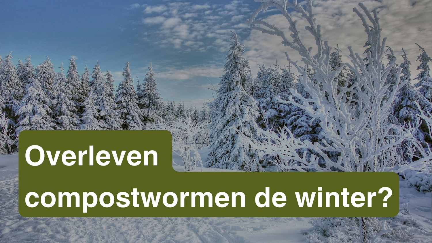Overleven compostwormen de winter?