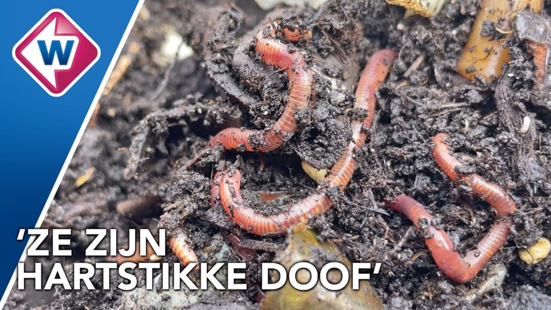 [Video] Dierendag: Ode aan de compostworm door Omroep West