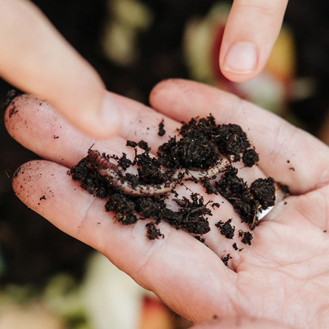 Wormenboerderij productafbeelding compostwormen bodemverbetering