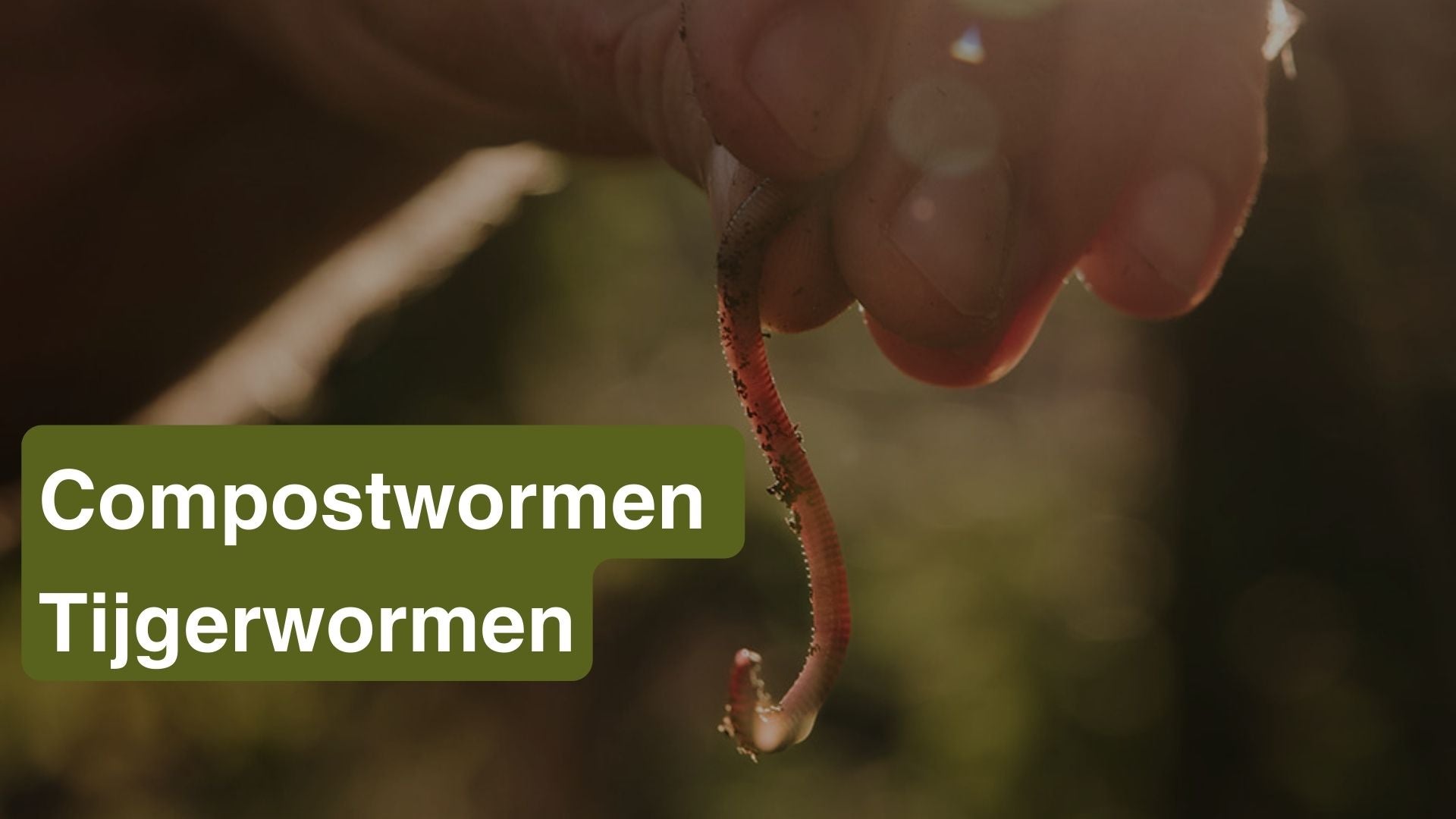Compostwormen en Tijgerwormen