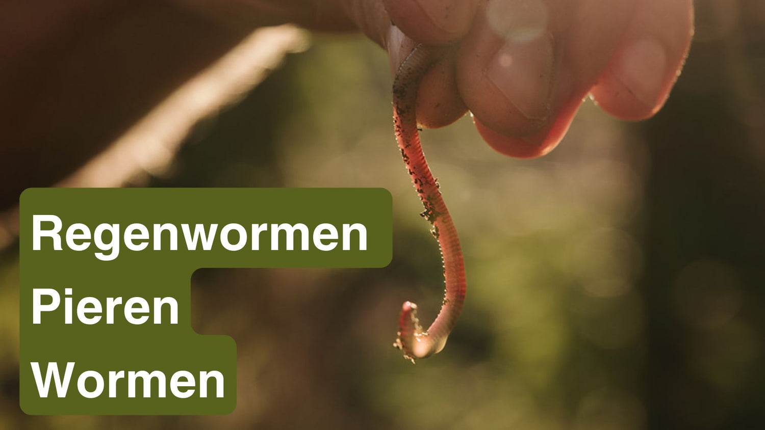 Regenwormen, Pieren en Wormen