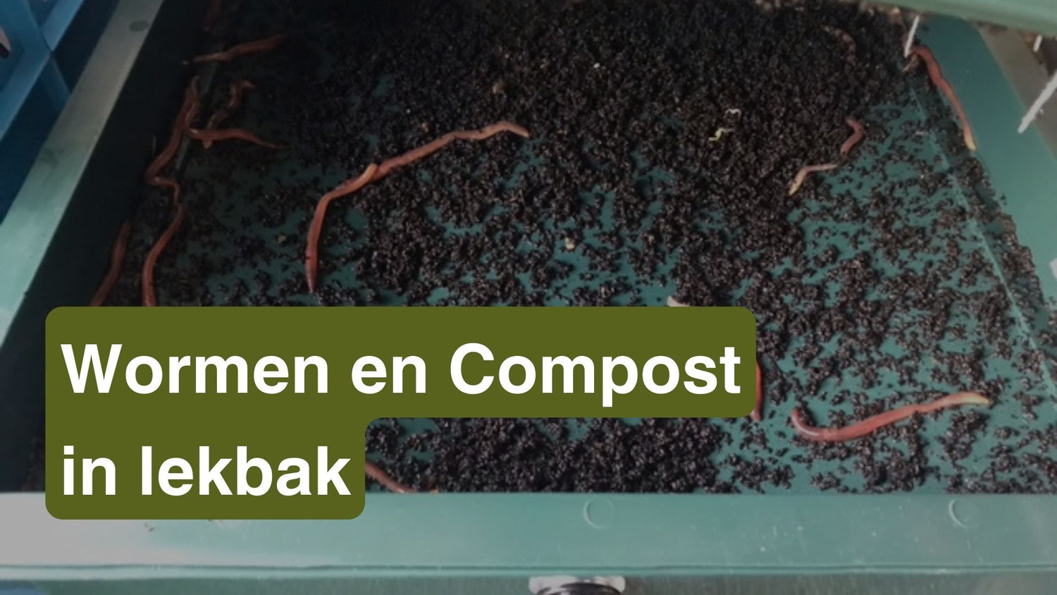 Wormen en compost in lekbak