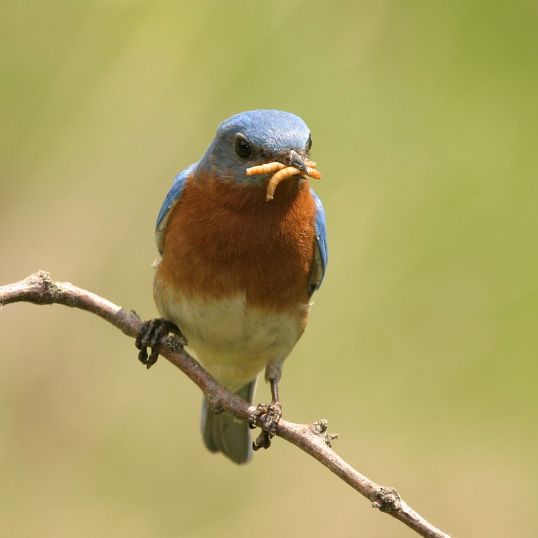 Wormenboerderij_productafbeelding_meelwormen_2