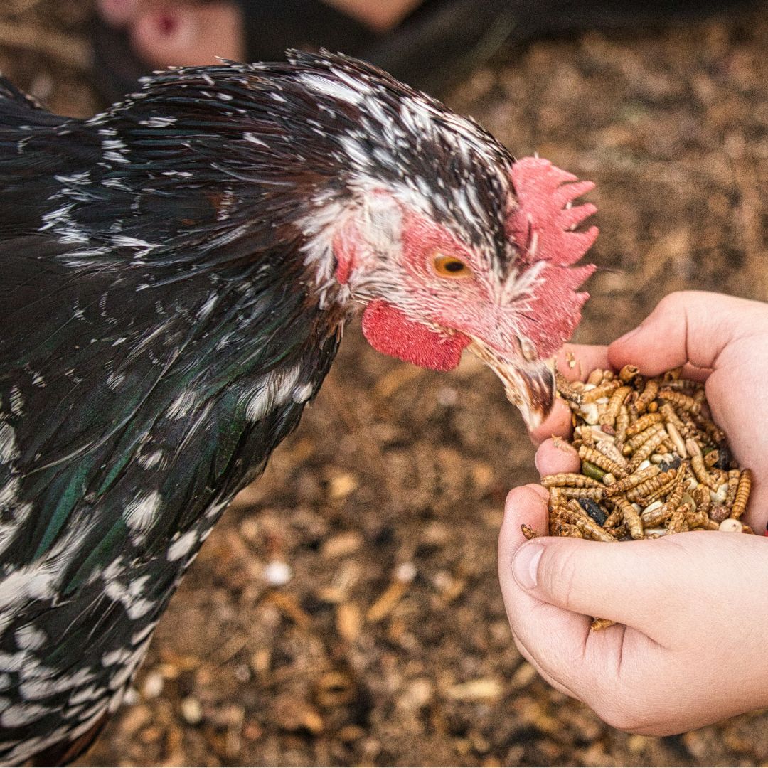 Wormenboerderij_productafbeelding_meelwormen_3