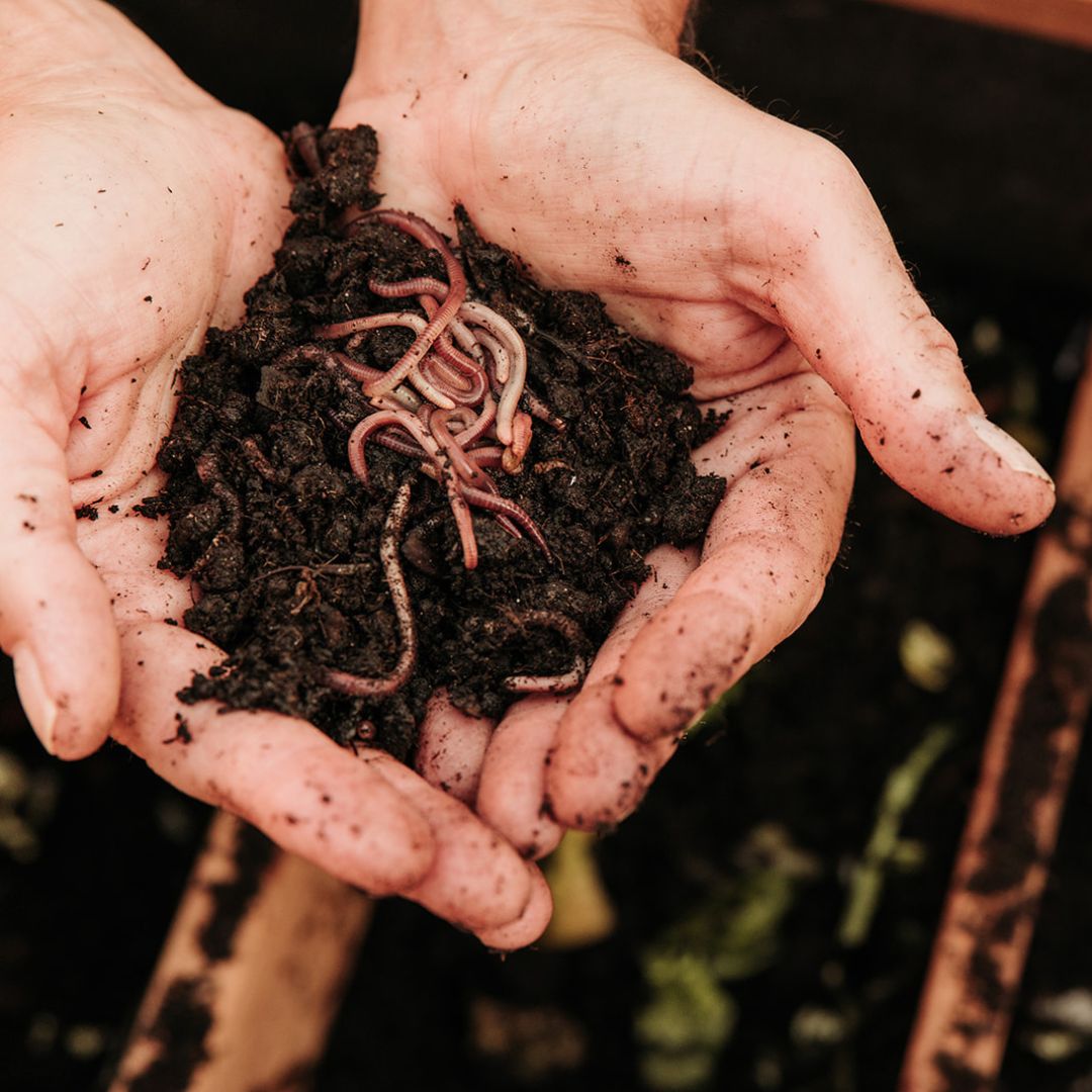 Wormenboerderij productafbeelding compostwormen en tijgerwormen