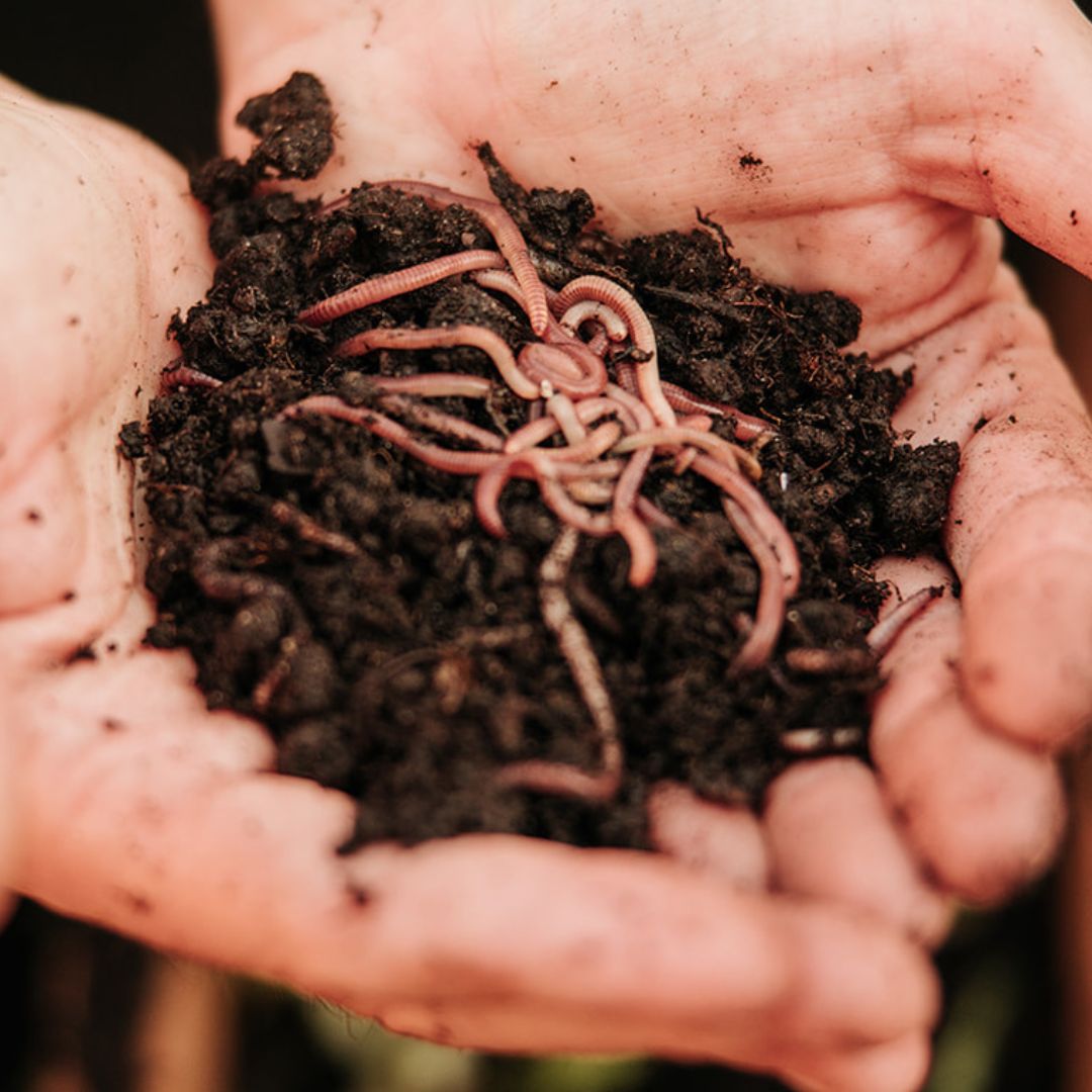 Wormenboerderij productafbeelding regenwormen bodemverbetering